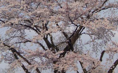 2009040504